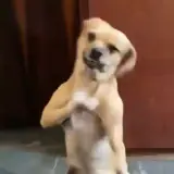 Figurinha de Cachorros para WhatsApp