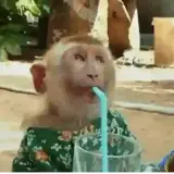 Figurinha de Animais para WhatsApp