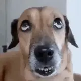 WhatsApp sticker