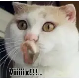 Figurinha de Gatos para WhatsApp