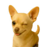 Figurinha de Cachorros para WhatsApp