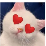 Figurinha de Animais para WhatsApp