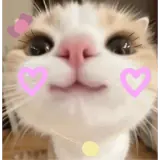 Figurinha de Gatos para WhatsApp