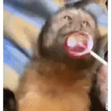 Animais WhatsApp sticker