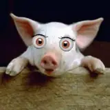 Figurinha de Animais para WhatsApp