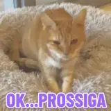 Figurinha de Gatos para WhatsApp