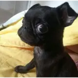 Figurinha de Cachorros para WhatsApp