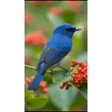 Sticker para WhatsApp