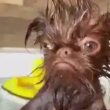 Figurinha de Cachorros para WhatsApp