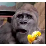 Figurinha para WhatsApp