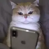 Figurinha de Gatos para WhatsApp