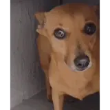 Figurinha de Cachorros para WhatsApp