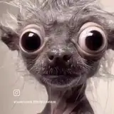 Figurinha de Engraçados para WhatsApp