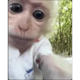 Animais WhatsApp sticker