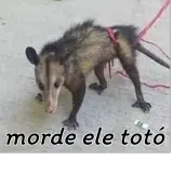 Sticker de Animais para WhatsApp