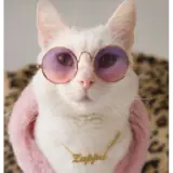 Gatos WhatsApp sticker