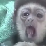 Figurinha de Animais para WhatsApp