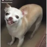 Figurinha de Cachorros para WhatsApp