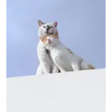 Figurinha de Cachorros para WhatsApp