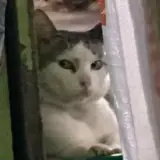 Figurinha de Gatos para WhatsApp