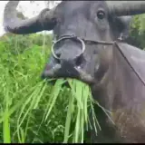 Figurinha de Animais para WhatsApp