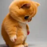 Figurinha de Gatos para WhatsApp