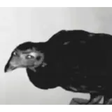 Figurinha para WhatsApp