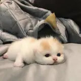 Figurinha para WhatsApp