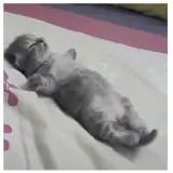 Figurinha de Gatos para WhatsApp