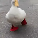 Animais WhatsApp sticker