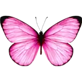 Figurinha de Animais para WhatsApp