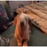 Figurinha para WhatsApp