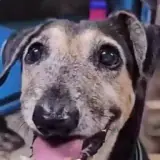 Figurinha de Cachorros para WhatsApp