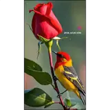 Sticker para WhatsApp