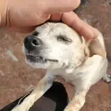 Sticker de Animais para WhatsApp