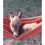 Animais WhatsApp sticker