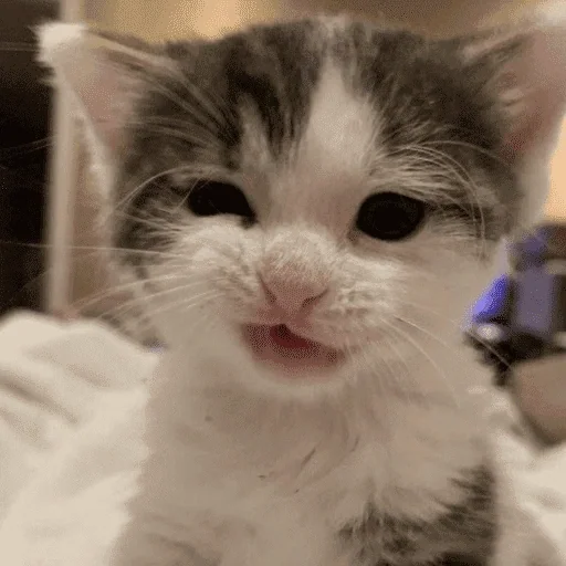 Figurinha para WhatsApp — Animais