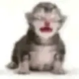 Figurinha para WhatsApp