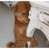 Figurinha de Cachorros para WhatsApp