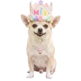 Figurinha para WhatsApp