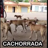 Cachorros WhatsApp sticker
