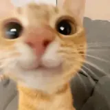 Figurinha de Gatos para WhatsApp