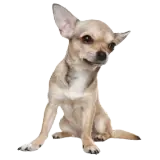 Figurinha de Cachorros para WhatsApp