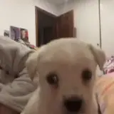 Figurinha de Cachorros para WhatsApp