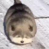 Figurinha de Cachorros para WhatsApp