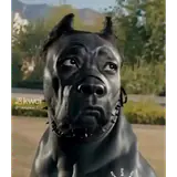 Figurinha de Cachorros para WhatsApp