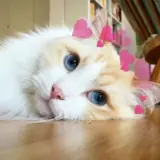 Figurinha de Gatos para WhatsApp