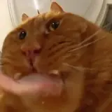 Gatos WhatsApp sticker