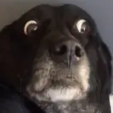 Figurinha de Cachorros para WhatsApp