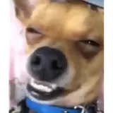 Figurinha de Cachorros para WhatsApp